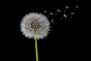 About Counselling. Dandelion